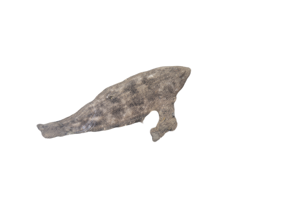 Pebble-Strewn Riverbank Flatfish