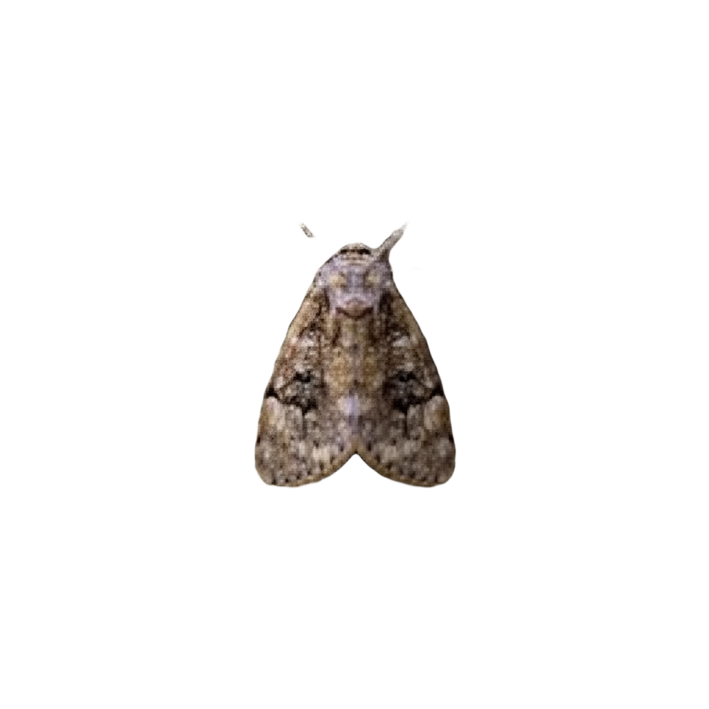 Pixelated Forest Moth Cleanup