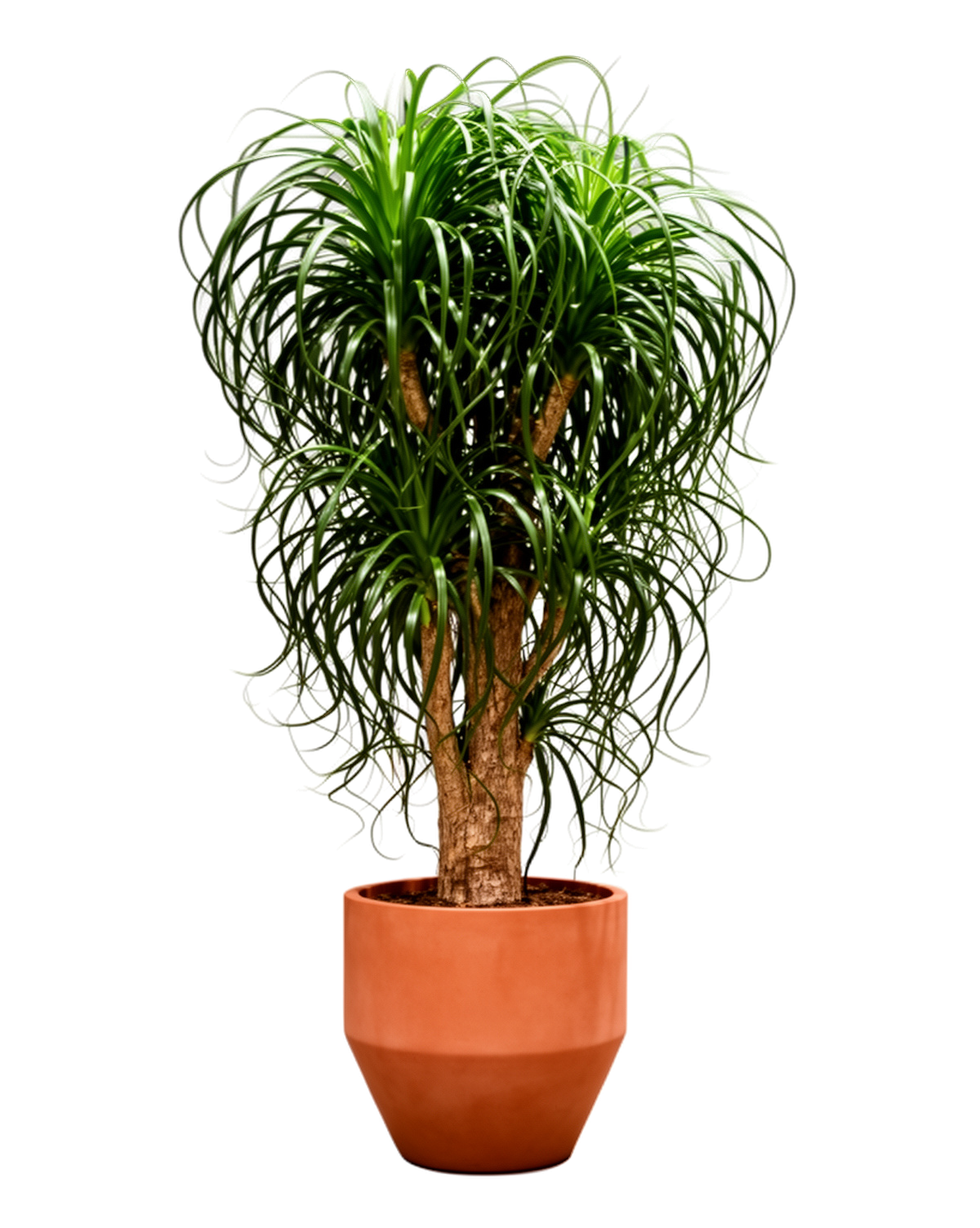 Architectural Planter Catalog Cutout
